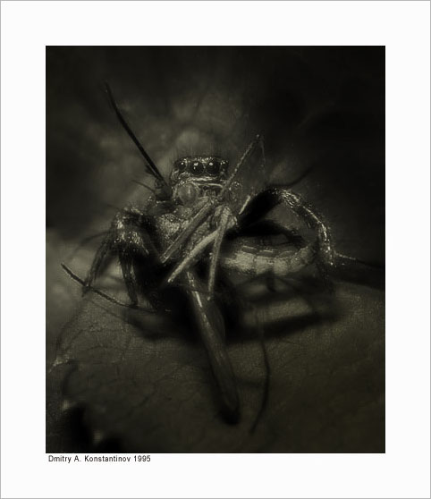 паук-скакунчик поедающий Aedes sp.